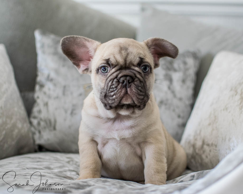 petphoto, frenchbulldog, frenchie, dogphotography