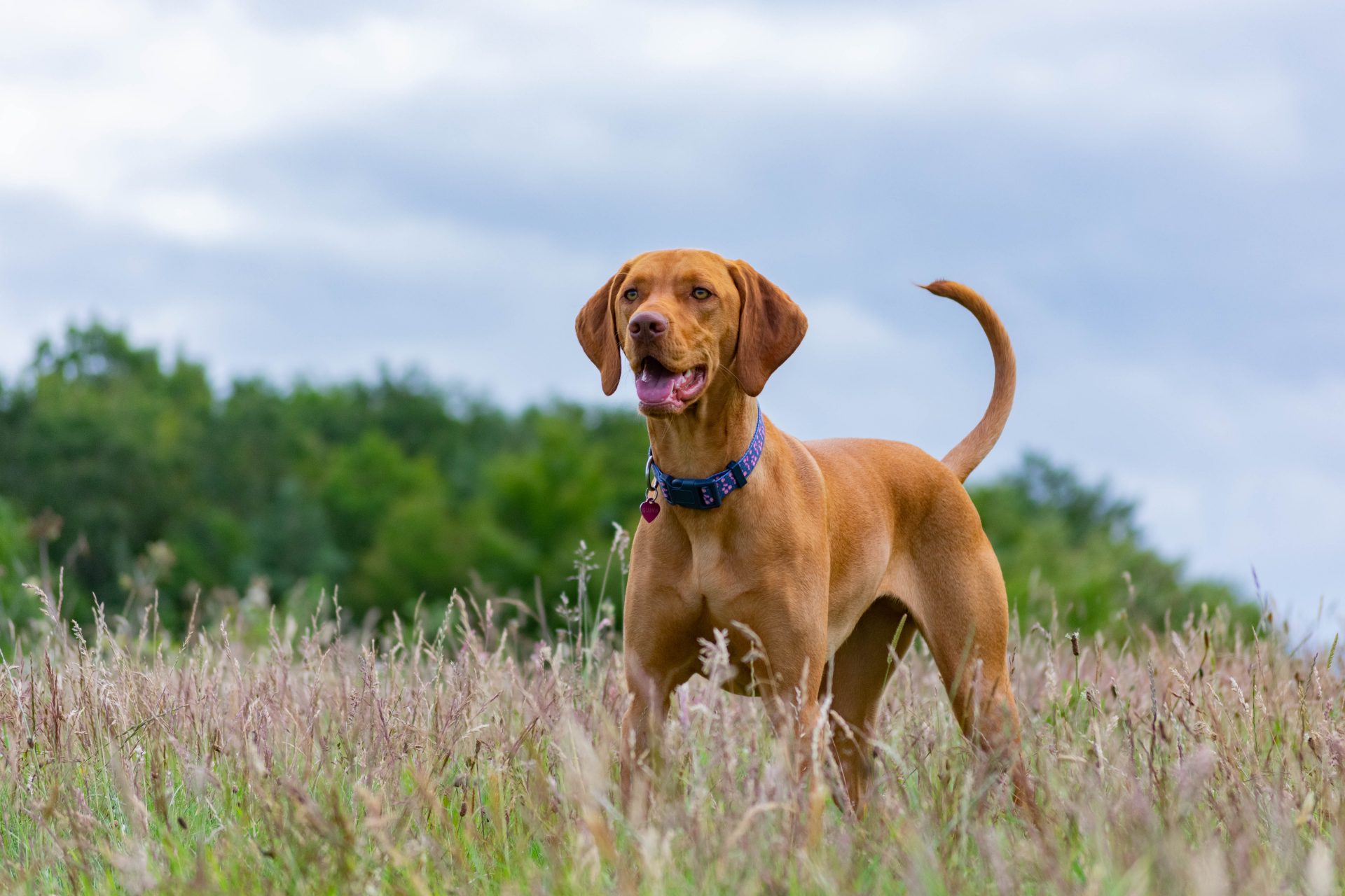 Dog in a field surrounded by grasses