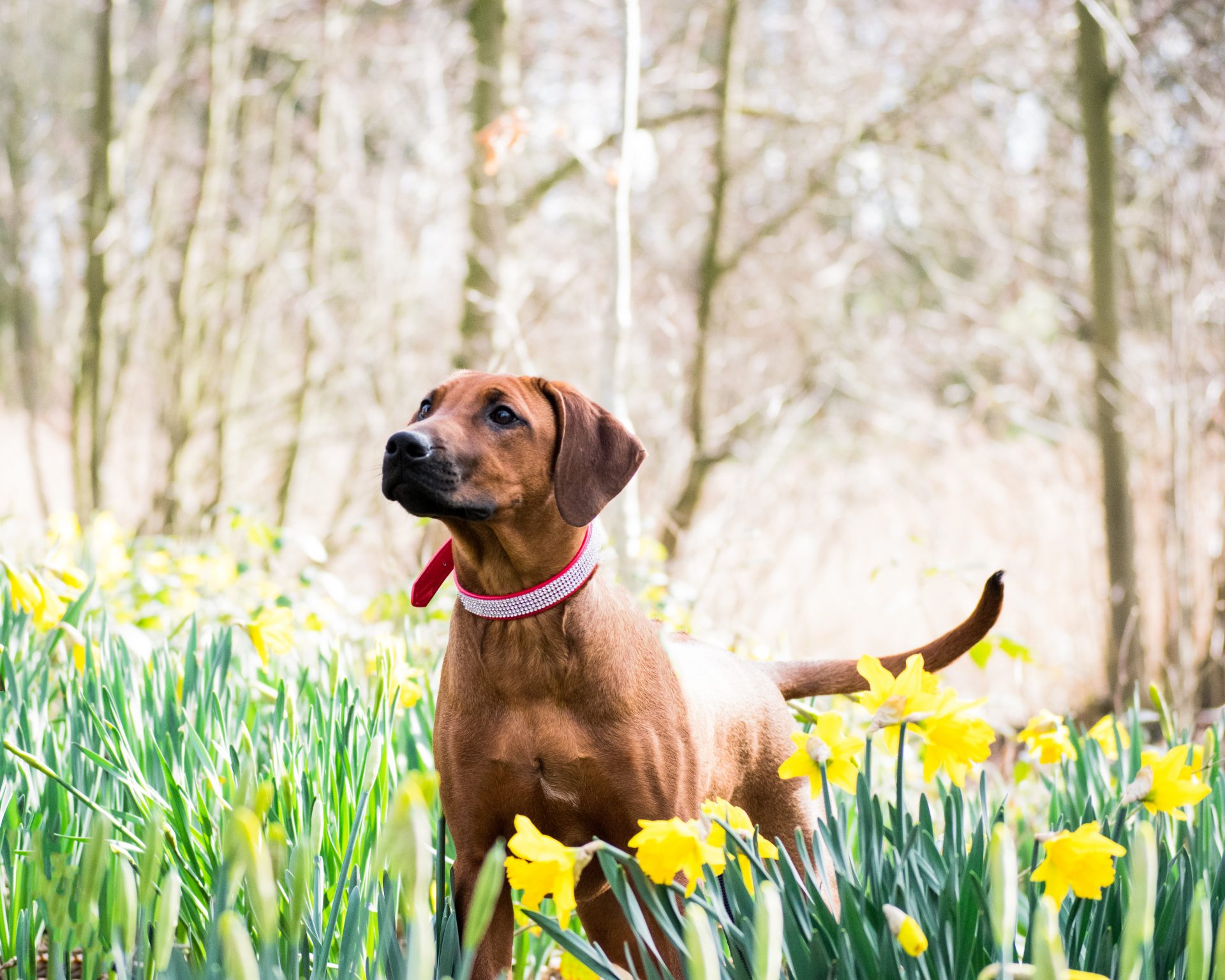 Spring Photoshoot, Dog portraits