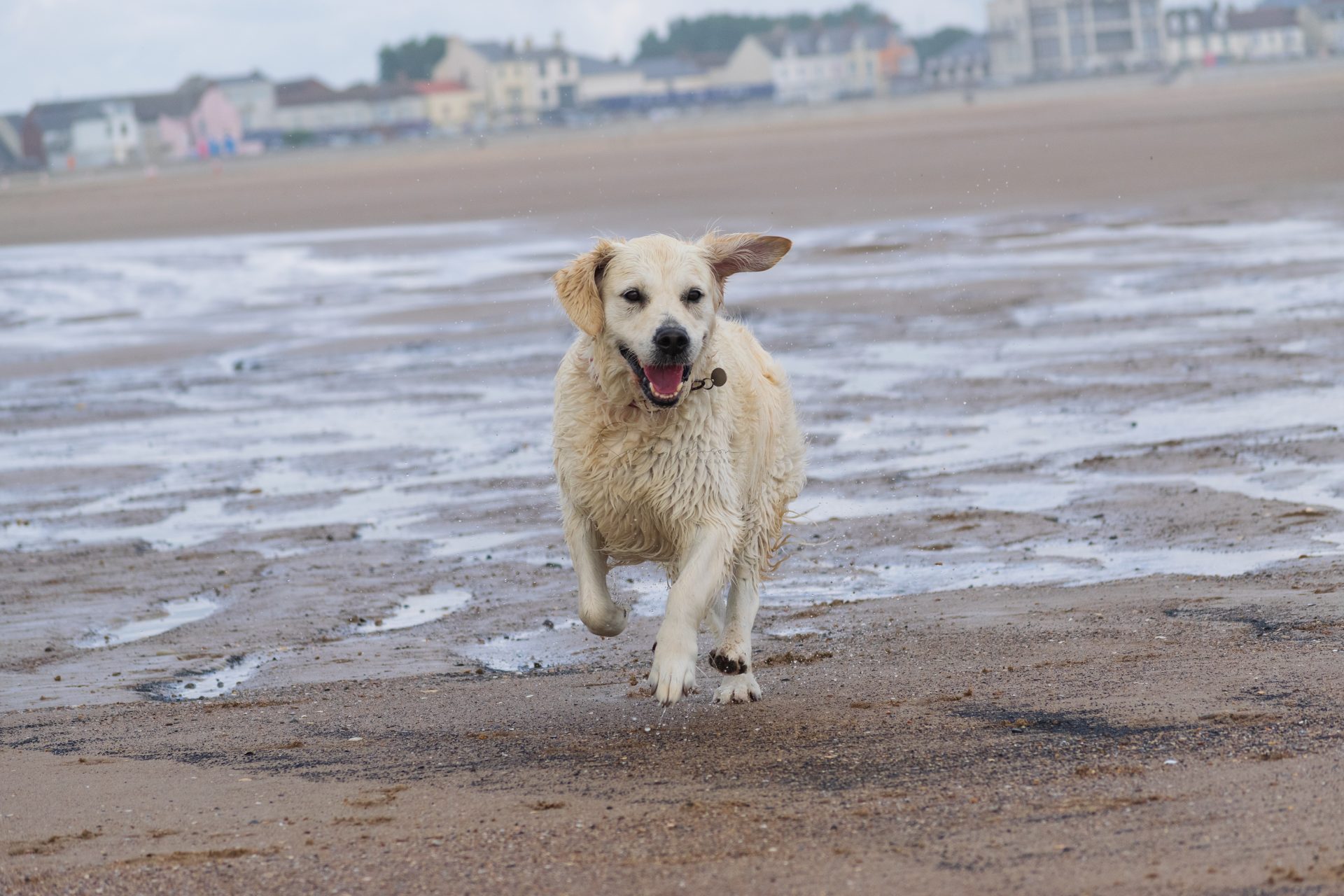 Pet Photography - dog running across beach